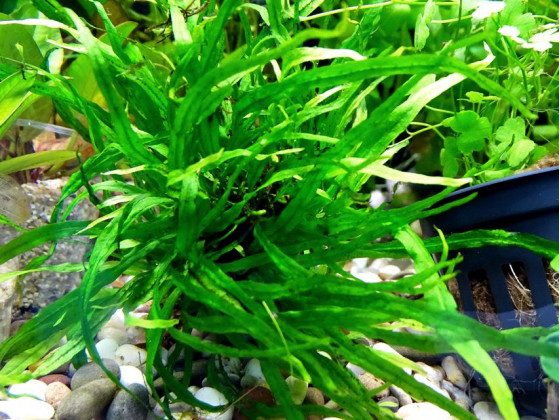 Папоротник Микросорум узколистный