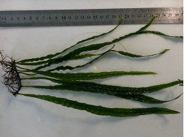 Папоротник Микросорум узколистный