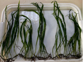 Папоротник Микросорум узколистный