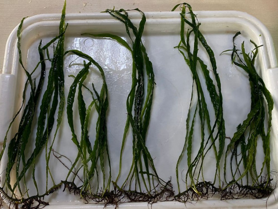 Папоротник Микросорум узколистный