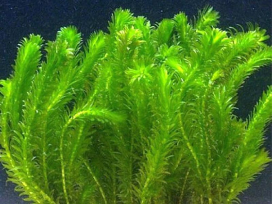 Элодея (Elodea)