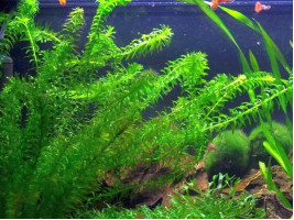 Элодея (Elodea)