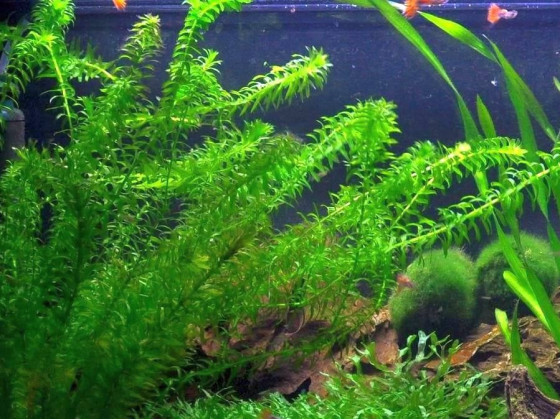 Элодея (Elodea)