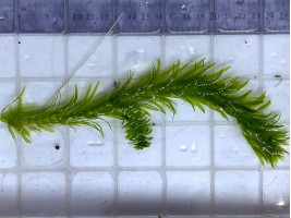 Элодея (Elodea)