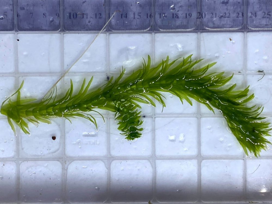 Элодея (Elodea)