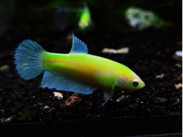 Петушок самочка Glo