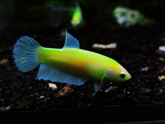 Петушок самочка Glo (Betta splendens Glo)
