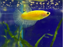 Петушок самочка Glo (Betta splendens Glo)