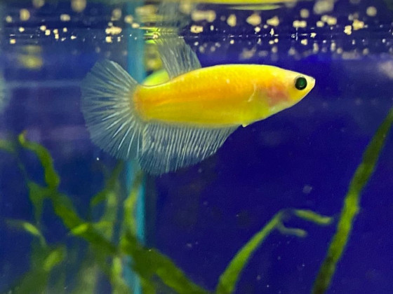 Петушок самочка Glo (Betta splendens Glo)