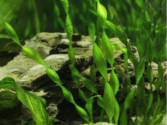 Валиснерия спиральная (Vallisneria spiralis)