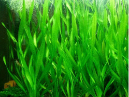 Валиснерия спиральная (Vallisneria spiralis)