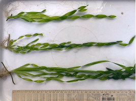 Валиснерия спиральная (Vallisneria spiralis)