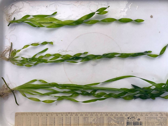 Валиснерия спиральная (Vallisneria spiralis)