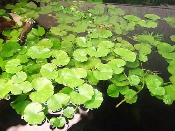 Гидрокотила белоголовая или щитолистник (лат. Hydrocotyle leucocephala, англ. Brazilian Pennywort)