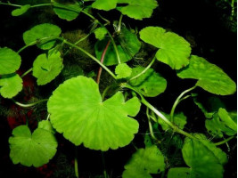 Гидрокотила белоголовая или щитолистник (лат. Hydrocotyle leucocephala, англ. Brazilian Pennywort)
