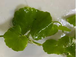 Гидрокотила белоголовая или щитолистник (лат. Hydrocotyle leucocephala, англ. Brazilian Pennywort)