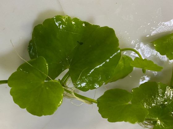Гидрокотила белоголовая или щитолистник (лат. Hydrocotyle leucocephala, англ. Brazilian Pennywort)
