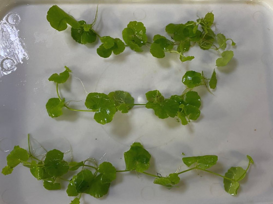 Гидрокотила белоголовая или щитолистник (лат. Hydrocotyle leucocephala, англ. Brazilian Pennywort)