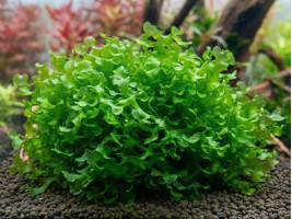 Ломариопсис линеата