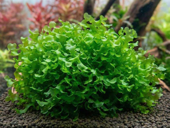 Ломариопсис линеата (лат. Lomariopsis lineata, англ Round Pellia)