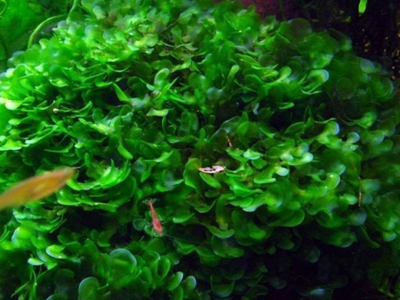 Ломариопсис линеата (лат. Lomariopsis lineata, англ Round Pellia)