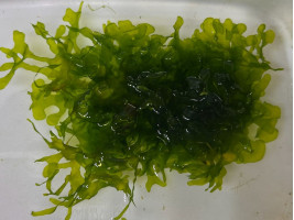 Ломариопсис линеата (лат. Lomariopsis lineata, англ Round Pellia)