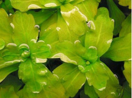 Дубок мексиканский