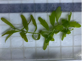 Дубок мексиканский