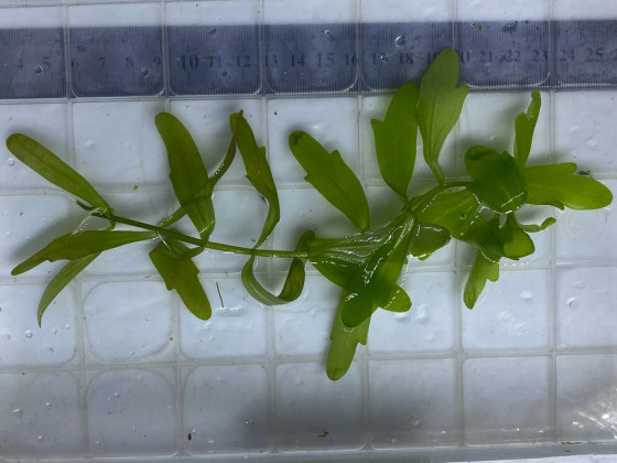 Дубок мексиканский