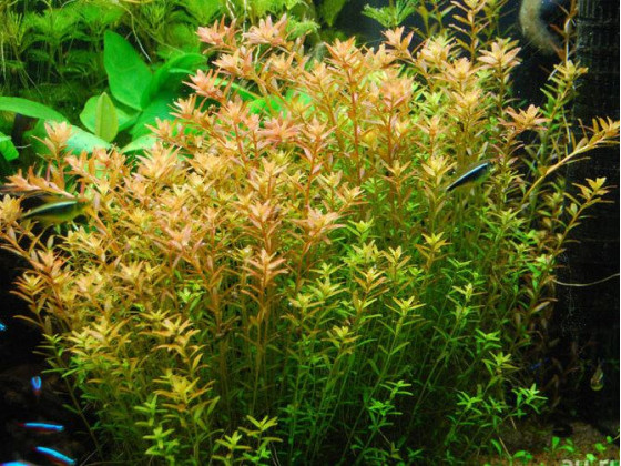 Ротала индика (лат. Rotala indica, англ. Indian Rotala)