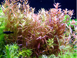 Ротала индика (лат. Rotala indica, англ. Indian Rotala)