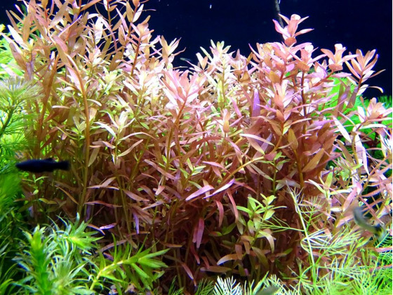 Ротала индика (лат. Rotala indica, англ. Indian Rotala)