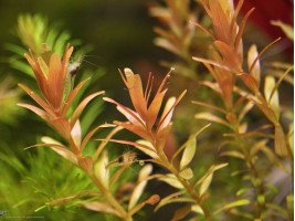 Ротала индика (лат. Rotala indica, англ. Indian Rotala)
