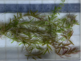 Ротала индика (лат. Rotala indica, англ. Indian Rotala)