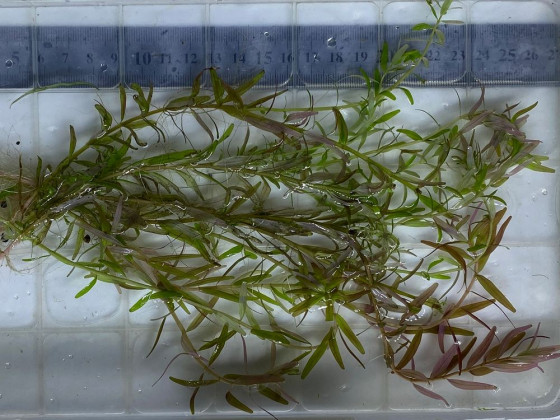 Ротала индика (лат. Rotala indica, англ. Indian Rotala)