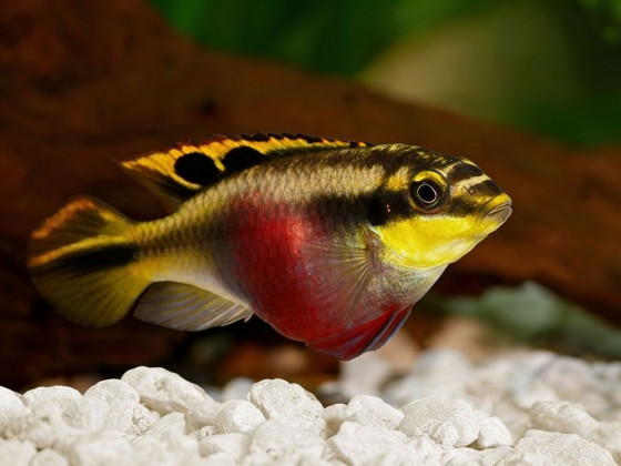 Пельвикахромис пульхер взрослый