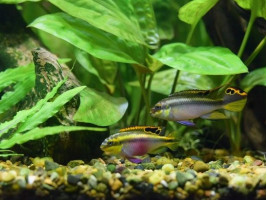 Пельвикахромис пульхер взрослый