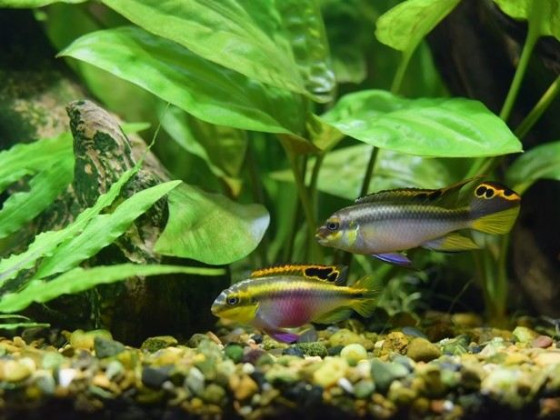 Пельвикахромис пульхер взрослый