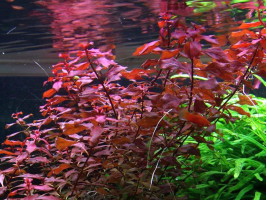 Людвигия Супер Ред