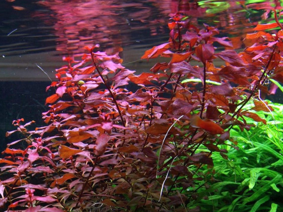 Людвигия Супер Ред (Ludwigia palustris ''super red'' или Ludwigia Super Red)