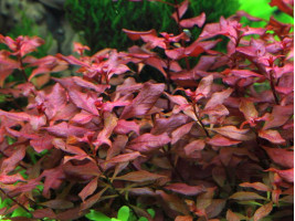 Людвигия Супер Ред (Ludwigia palustris ''super red'' или Ludwigia Super Red)