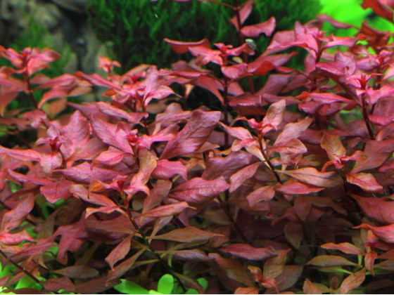 Людвигия Супер Ред (Ludwigia palustris ''super red'' или Ludwigia Super Red)