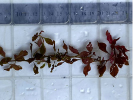 Людвигия Супер Ред (Ludwigia palustris ''super red'' или Ludwigia Super Red)
