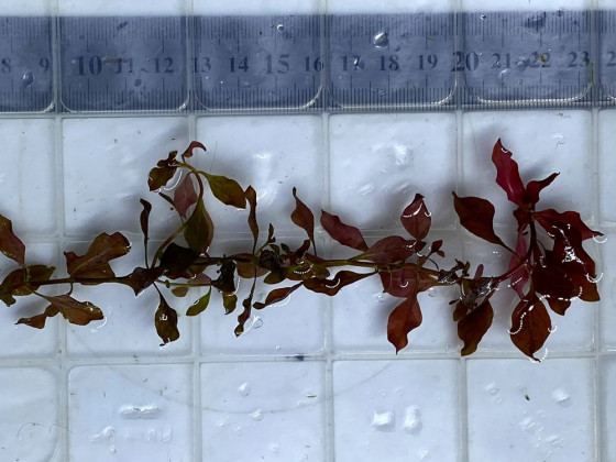 Людвигия Супер Ред (Ludwigia palustris ''super red'' или Ludwigia Super Red)