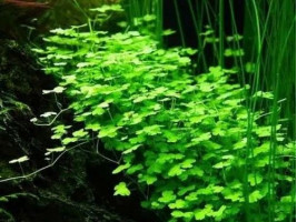 Гидрокотила трипартита