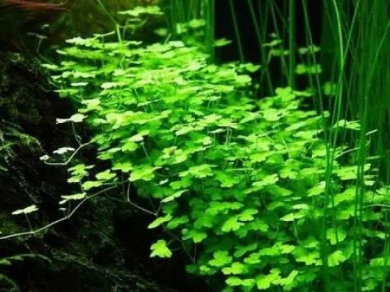 Гидрокотила трипартита (Hydrocotyle tripartita)