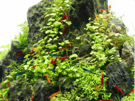 Гидрокотила трипартита (Hydrocotyle tripartita)