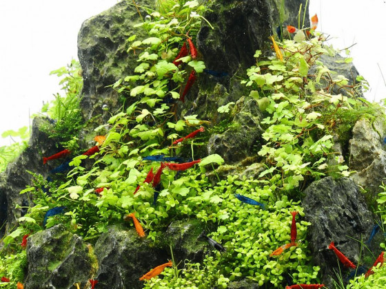 Гидрокотила трипартита (Hydrocotyle tripartita)