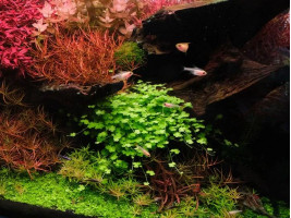 Гидрокотила трипартита (Hydrocotyle tripartita)