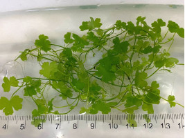 Гидрокотила трипартита (Hydrocotyle tripartita)